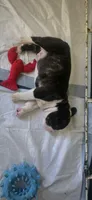 Holstein, a male Boston Terrier and French Bulldog for sale in Monticello, MN – 3 of 3