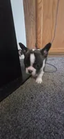 Chet, a male Boston Terrier and French Bulldog for sale in Monticello, MN – 4 of 4