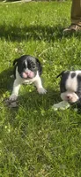 Billy, a male Boston Terrier and French Bulldog for sale in Monticello, MN – 2 of 3