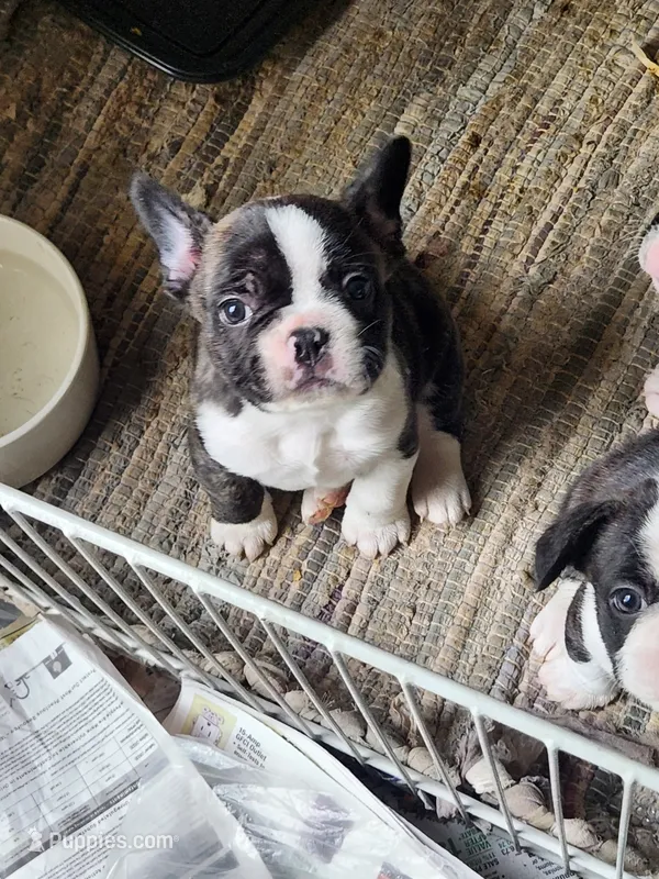 Chet – Boston Terrier, French Bulldog puppy for sale in Monticello, MN
