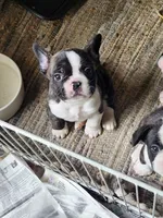 Chet, a male Boston Terrier and French Bulldog for sale in Monticello, MN – 1 of 4