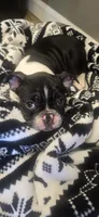 Billy, a male Boston Terrier and French Bulldog for sale in Monticello, MN – 4 of 7