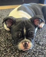 Billy, a male Boston Terrier and French Bulldog for sale in Monticello, MN – 2 of 7