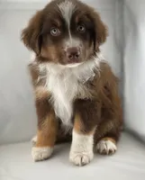 Boy 1, a male Miniature Australian Shepherd for sale in Santa Ana, CA – 3 of 7