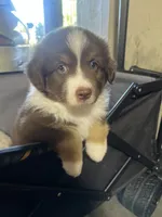 Boy 1, a male Miniature Australian Shepherd for sale in Santa Ana, CA – 5 of 7