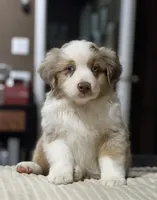 Boy 2, a male Miniature Australian Shepherd for sale in Santa Ana, CA – 8 of 9