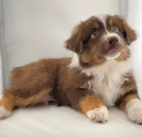Boy 1, a male Miniature Australian Shepherd for sale in Santa Ana, CA – 1 of 7