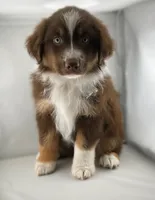 Boy 1, a male Miniature Australian Shepherd for sale in Santa Ana, CA – 4 of 7