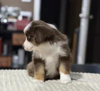 Girl 2, a female Miniature Australian Shepherd for sale in Santa Ana, CA – 9 of 10