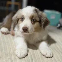 Boy 2, a male Miniature Australian Shepherd for sale in Santa Ana, CA – 7 of 9
