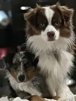 Boy 1, a male Miniature Australian Shepherd for sale in Santa Ana, CA – 7 of 7