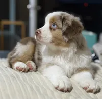 Boy 2, a male Miniature Australian Shepherd for sale in Santa Ana, CA – 6 of 9