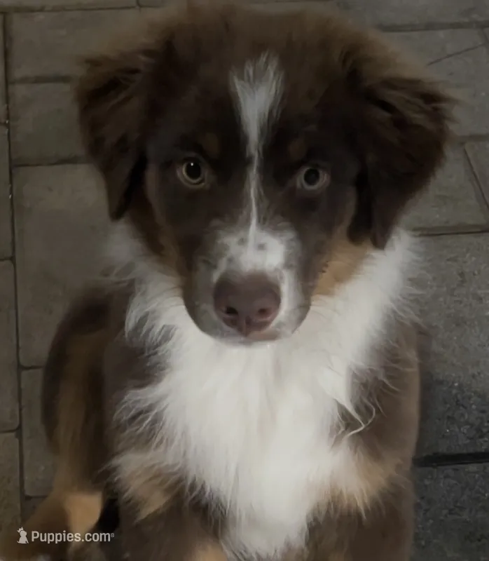 Puppy 1 – Miniature Australian Shepherd puppy for sale in Santa Ana, CA
