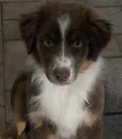 Puppy 1, a male Miniature Australian Shepherd for sale in Santa Ana, CA – 1 of 5