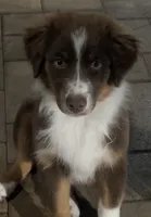 Puppy 1, a male Miniature Australian Shepherd for sale in Santa Ana, CA – 5 of 5