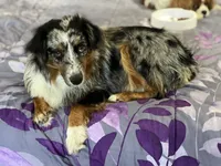 Boy 2, a male Miniature Australian Shepherd for sale in Santa Ana, CA – 9 of 9