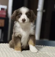 Girl 2, a female Miniature Australian Shepherd for sale in Santa Ana, CA – 2 of 10
