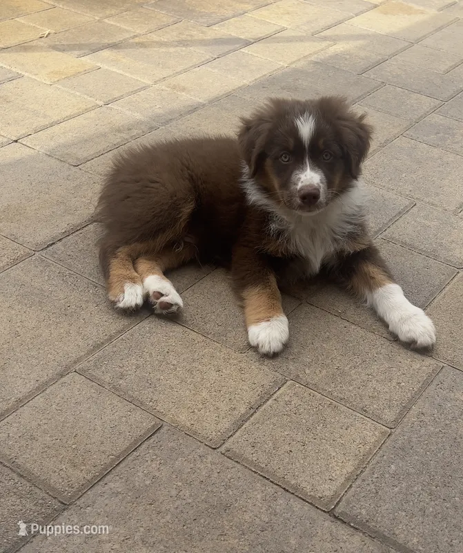 Boy 1 – Miniature Australian Shepherd puppy for sale in Santa Ana, CA