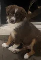 Puppy 1, a male Miniature Australian Shepherd for sale in Santa Ana, CA – 2 of 5