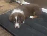 Puppy 1, a male Miniature Australian Shepherd for sale in Santa Ana, CA – 4 of 5