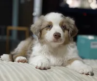 Boy 2, a male Miniature Australian Shepherd for sale in Santa Ana, CA – 4 of 9