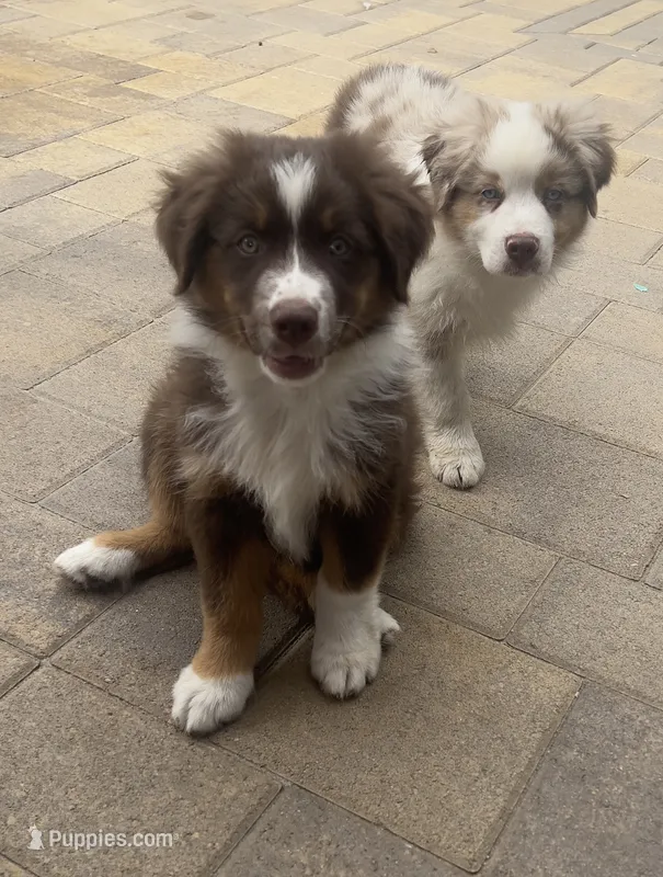 Boy 1 – Miniature Australian Shepherd puppy for sale in Santa Ana, CA