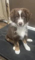 Puppy 1, a male Miniature Australian Shepherd for sale in Santa Ana, CA – 3 of 5