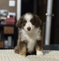 Girl 2, a female Miniature Australian Shepherd for sale in Santa Ana, CA – 6 of 10