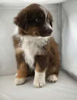 Boy 1, a male Miniature Australian Shepherd for sale in Santa Ana, CA – 6 of 7
