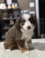 Girl 2, a female Miniature Australian Shepherd for sale in Santa Ana, CA – 5 of 10