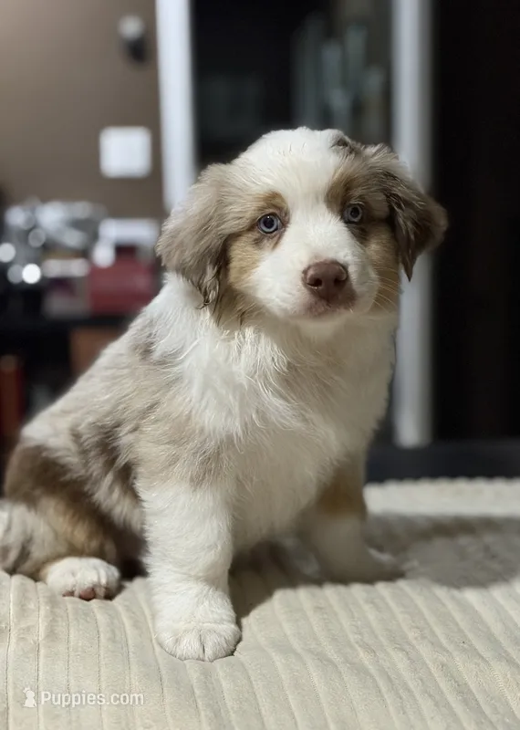 Boy 2 – Miniature Australian Shepherd puppy for sale in Santa Ana, CA