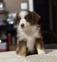 Girl 2, a female Miniature Australian Shepherd for sale in Santa Ana, CA – 7 of 10
