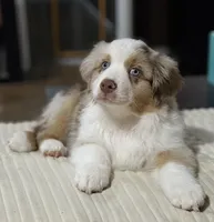 Boy 2, a male Miniature Australian Shepherd for sale in Santa Ana, CA – 5 of 9