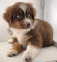 Boy 1, a male Miniature Australian Shepherd for sale in Santa Ana, CA – 2 of 7