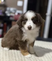 Girl 2, a female Miniature Australian Shepherd for sale in Santa Ana, CA – 4 of 10