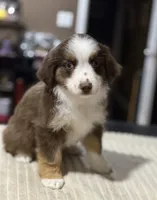 Girl 2, a female Miniature Australian Shepherd for sale in Santa Ana, CA – 8 of 10