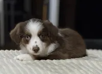 Girl 2, a female Miniature Australian Shepherd for sale in Santa Ana, CA – 3 of 10