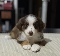 Girl 2, a female Miniature Australian Shepherd for sale in Santa Ana, CA – 1 of 10