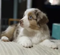 Boy 2, a male Miniature Australian Shepherd for sale in Santa Ana, CA – 2 of 9