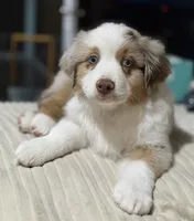 Boy 2, a male Miniature Australian Shepherd for sale in Santa Ana, CA – 3 of 9