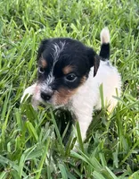 Boy 3, a male Jack Russell Terrier for sale in Palestine, TX – 2 of 6