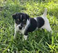 Boy 2, a male Jack Russell Terrier for sale in Palestine, TX – 5 of 7