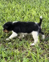 Boy 1, a male Jack Russell Terrier for sale in Palestine, TX – 3 of 6
