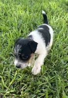 Girl, a female Jack Russell Terrier for sale in Palestine, TX – 4 of 7