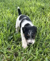 Girl, a female Jack Russell Terrier for sale in Palestine, TX – 5 of 7