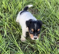 Boy 3, a male Jack Russell Terrier for sale in Palestine, TX – 5 of 6