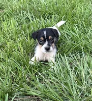 Boy 2, a male Jack Russell Terrier for sale in Palestine, TX – 4 of 7