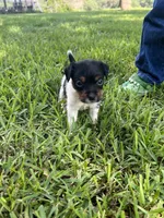 Girl, a female Jack Russell Terrier for sale in Palestine, TX – 7 of 7