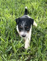 Girl, a female Jack Russell Terrier for sale in Palestine, TX – 3 of 7