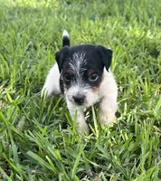 Girl, a female Jack Russell Terrier for sale in Palestine, TX – 6 of 7